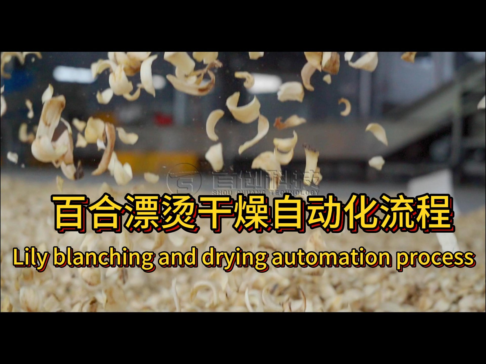 连续式百合干燥设备.jpg 连续式百合干燥设备.jpg